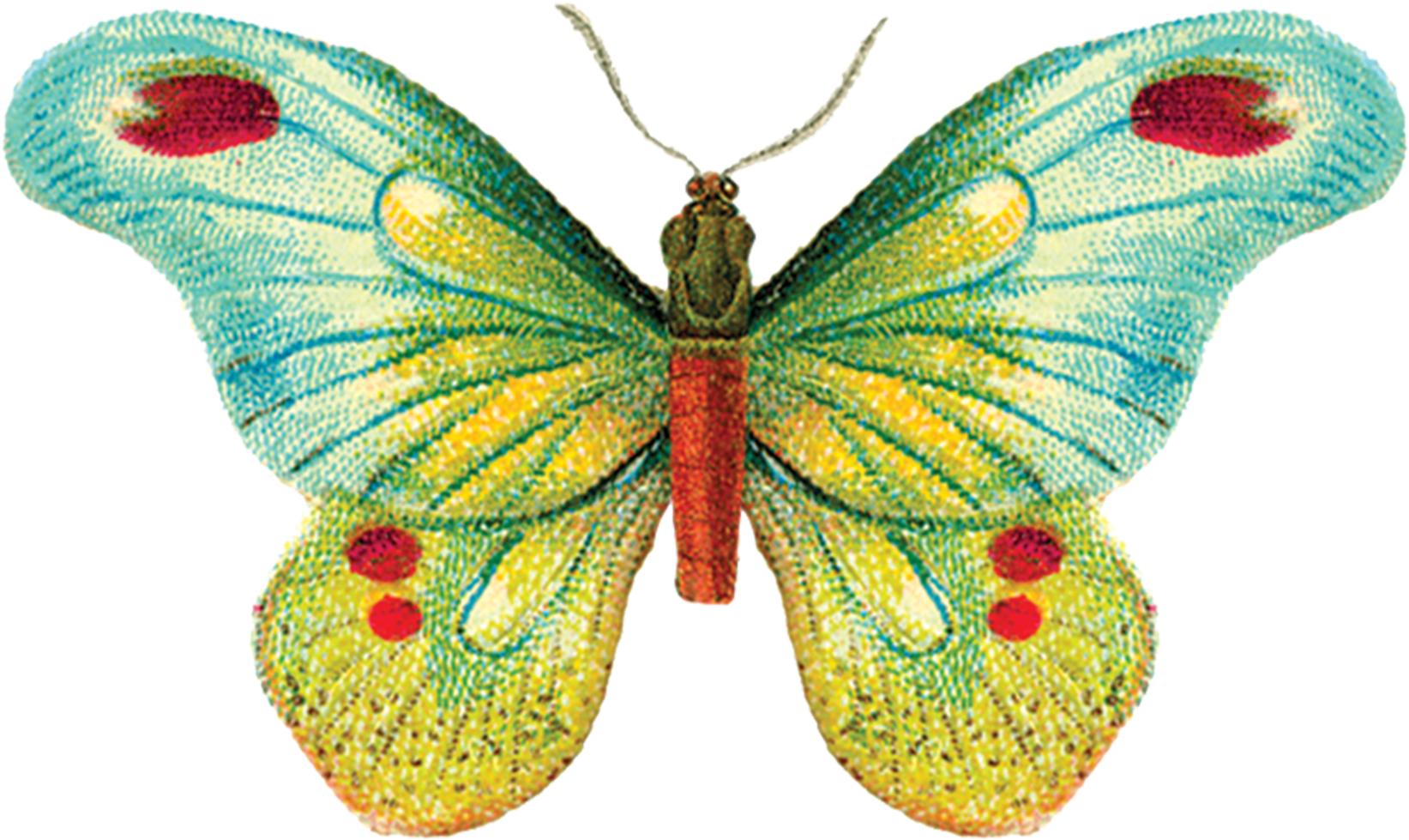Academic textbook style illustration of a butterfly